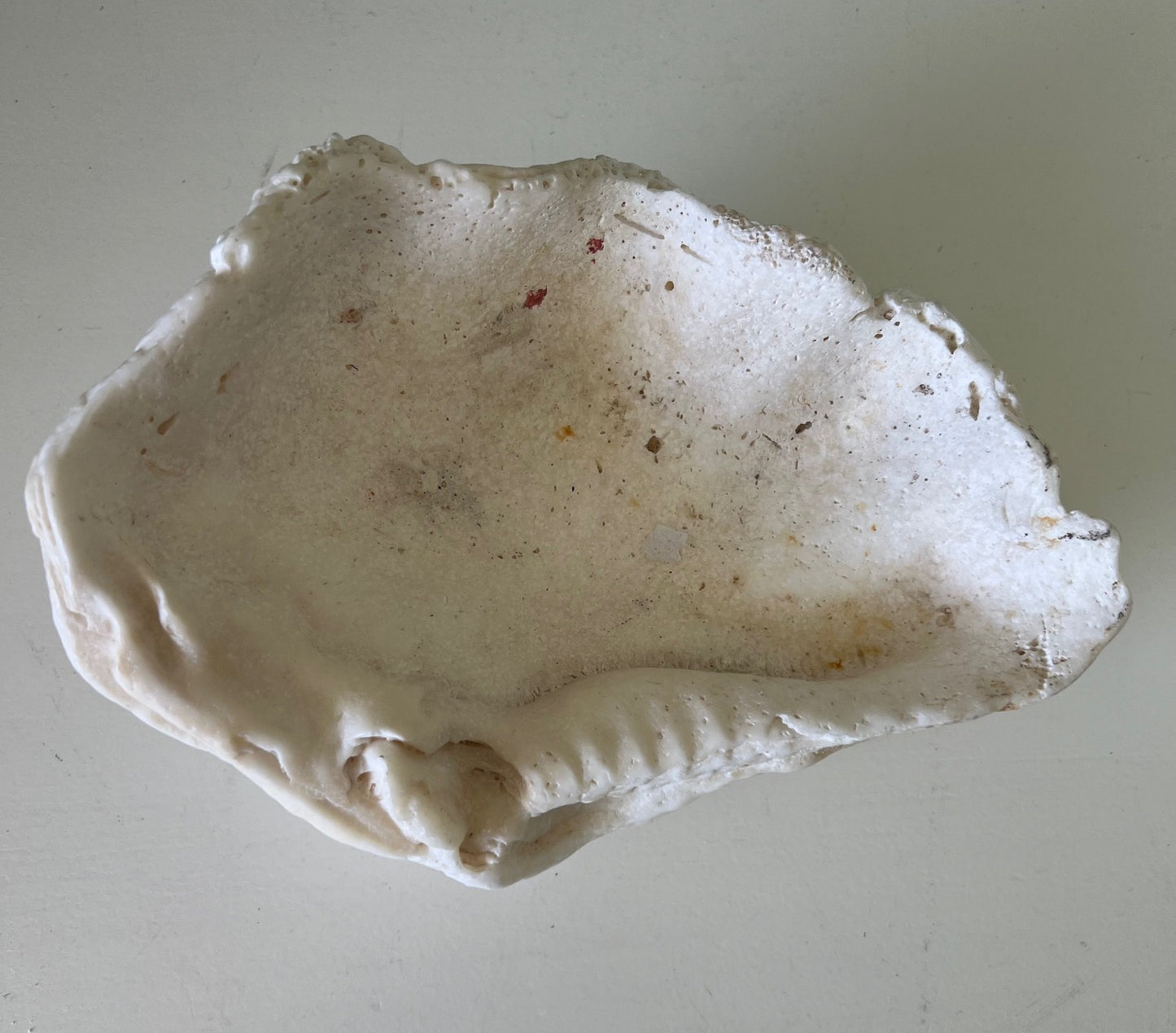 Large, white clam shell with a rough, natural texture inside and out. The aged beauty is evident throughout the shell